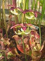 Sarracenia Purpurea (fam Sarraceniacees) (carnivore) (sud est des USA) (04) (Photo F. Mrugala)